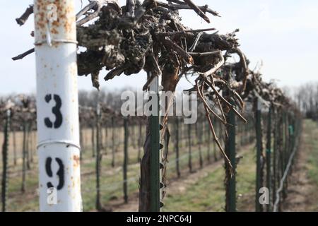 3M Vineyard and Farms à St. James, Missouri, Etats-Unis Cannes à vin. Banque D'Images