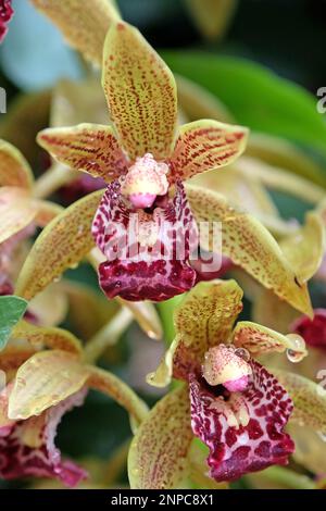 Orchidées Cymbidium jaune et rouge en fleur. Banque D'Images