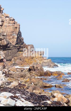 Formation de roches à Cape point au Cap de bonne espérance, pointe sud-ouest de l'Afrique du Sud. Les goélands de varech fourraillent sur l'algue de varech en contrebas. Banque D'Images