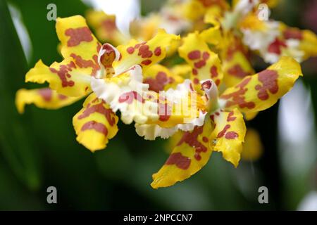 Orchidées Wildcat marbrées jaune et rouge en fleur. Banque D'Images