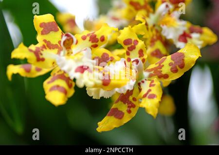 Orchidées Wildcat marbrées jaune et rouge en fleur. Banque D'Images