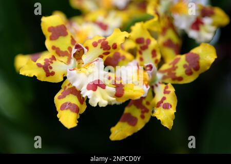 Orchidées Wildcat marbrées jaune et rouge en fleur. Banque D'Images