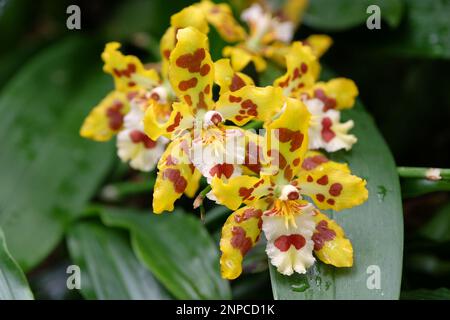 Orchidées Wildcat marbrées jaune et rouge en fleur. Banque D'Images