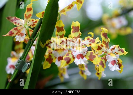 Orchidées Wildcat marbrées jaune et rouge en fleur. Banque D'Images