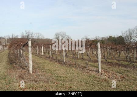 3M Vineyard and Farms à St. James, Missouri, Etats-Unis Cannes à vin. Banque D'Images