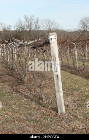 3M Vineyard and Farms à St. James, Missouri, Etats-Unis Cannes à vin. Banque D'Images