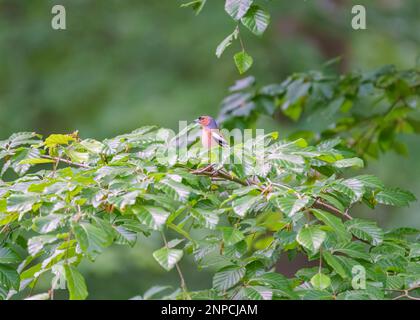 Le chaffinch commun est assis sur une branche au printemps sur fond vert. Magnifique oiseau de mer commun chaffinch dans la faune. Le chaffinch commun ou simplement le c Banque D'Images