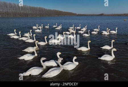 Tangshan, province chinoise de Hebei. 25th févr. 2023. Des cygnes sont observés dans la zone humide Caoféidienne de Tangshan, dans la province Hebei, au nord de la Chine, le 25 février 2023. La zone humide Caoféidienne, située dans la ville de Tangshan, est un habitat important pour les oiseaux migrateurs. Credit: Yang Shiyao/Xinhua/Alay Live News Banque D'Images