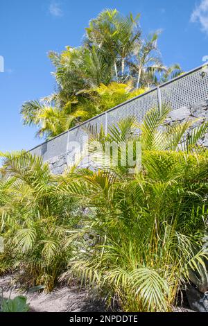 Jardins tropicaux avec des palmiers luxuriants de dypsis lutescens ou de canne dorée également connus sous le nom de palmiers d'areca séparés par un grand mur de pierre Banque D'Images