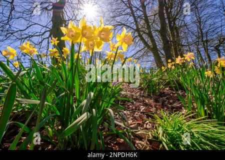 Les jonquilles qui poussent sur une banque dans les bois. Banque D'Images