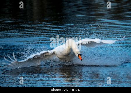 Un cygne mâle se dirige vers un autre tout en contestant le territoire. Banque D'Images