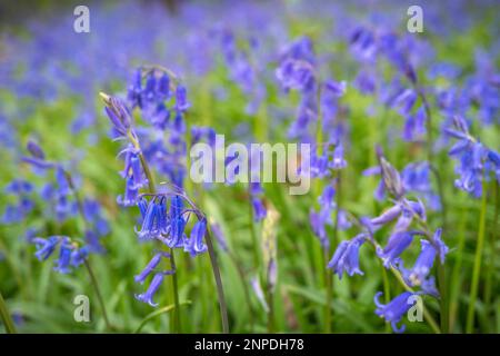 Bleuets fleuris dans les bois. Banque D'Images