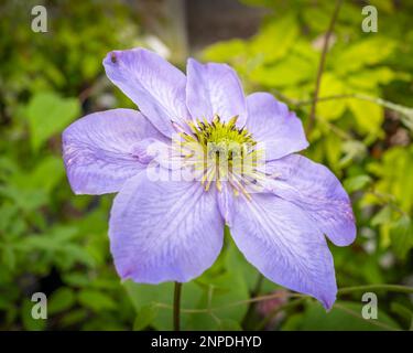 Clair bleu Clematis. Banque D'Images