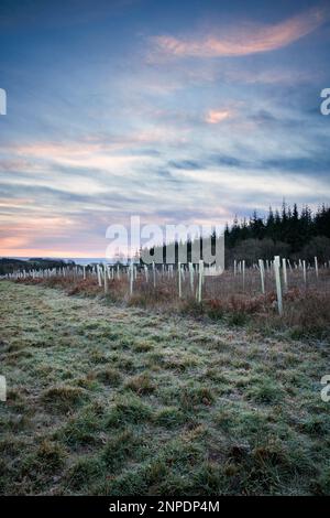 Boisement avec des protections d'arbres en plastique dans la vallée de Wye. Banque D'Images