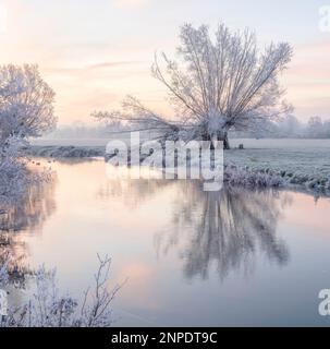 Trois saules pollardés couverts de givre à côté de la rivière Stour. Banque D'Images