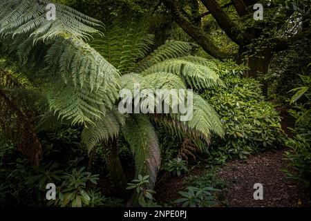 Dicksonia antarctique croissant dans le jardin sauvage subtropical Penjjick à Cornwall. Banque D'Images