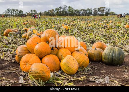 Pile de citrouilles attendant d'être cueillies dans un timbre de citrouille près de Liverpool. Banque D'Images