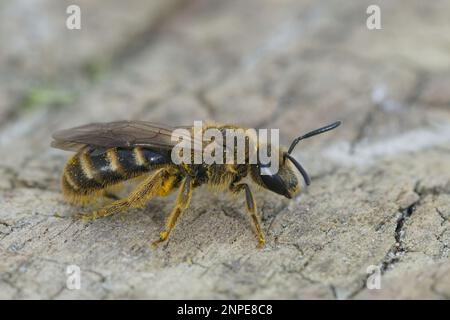 Gros plan naturel sur une abeille femelle à sillon commun, Lasioglossum calceatum Banque D'Images