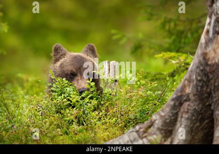 Gros plan d'un mignon ourson brun eurasien peaking de derrière des plants de myrtille, Finlande. Banque D'Images