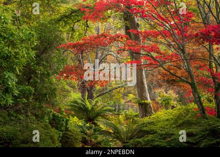 Arbres et fleurs aux jardins d'Exbury dans la Nouvelle forêt. Banque D'Images