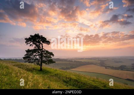 Un pin solitaire à surplombant la vallée de Pewsey au lever du soleil. Banque D'Images