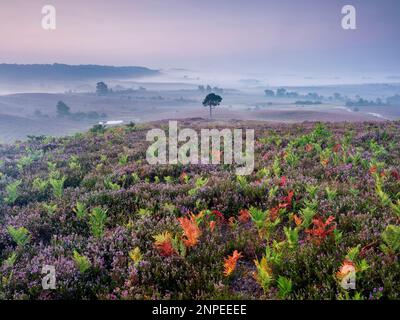 Heather et Bracken le matin d'une matinée brumeuse dans la Nouvelle forêt. Banque D'Images