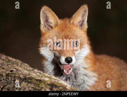 Portrait d'un joli petit renard roux (Vulpes vulpes), Royaume-Uni. Banque D'Images