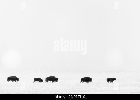 Bison traversant les plaines enneigées un matin brumeux. Banque D'Images