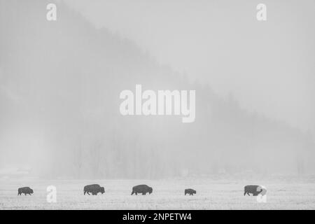 Bison traversant les plaines enneigées un matin brumeux. Banque D'Images