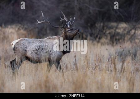 Grand wapitis buck traversant les prairies dans le parc national de Grand Teton, Wyoming, États-Unis. Banque D'Images