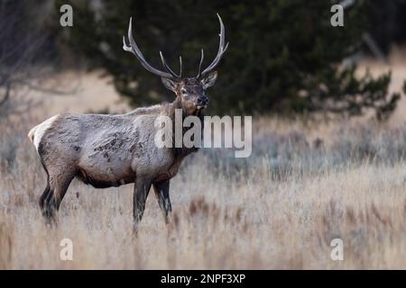 Grand wapitis buck traversant les prairies dans le parc national de Grand Teton, Wyoming, États-Unis. Banque D'Images