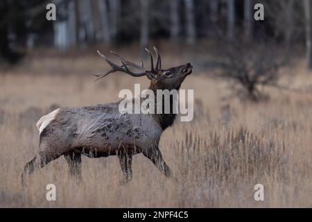 Grand wapitis buck traversant les prairies dans le parc national de Grand Teton, Wyoming, États-Unis. Banque D'Images