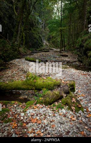 Le sentier à travers le magnifique canyon du parc national de Slowacki Raj. Slovaquie Banque D'Images