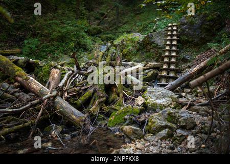 Échelles en bois sur le ruisseau dans les gorges du paradis slovaque. Slovaquie Banque D'Images