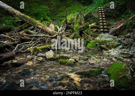 Échelles en bois sur le ruisseau dans les gorges du paradis slovaque. Slovaquie Banque D'Images