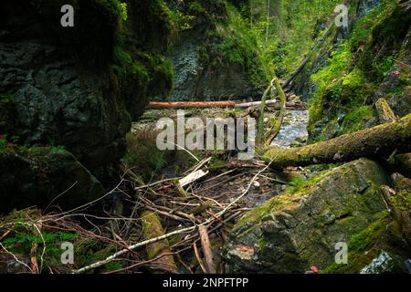 Le sentier à travers le magnifique canyon du parc national de Slowacki Raj. Slovaquie Banque D'Images