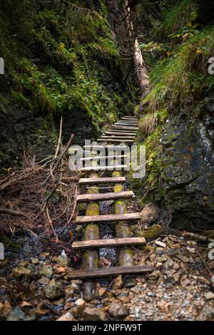 Échelles en bois sur le ruisseau dans les gorges du paradis slovaque. Slovaquie Banque D'Images