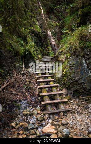 Échelles en bois sur le ruisseau dans les gorges du paradis slovaque. Slovaquie Banque D'Images