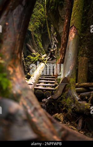 Échelles en bois sur le ruisseau dans les gorges du paradis slovaque. Slovaquie Banque D'Images