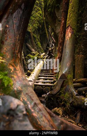 Échelles en bois sur le ruisseau dans les gorges du paradis slovaque. Slovaquie Banque D'Images