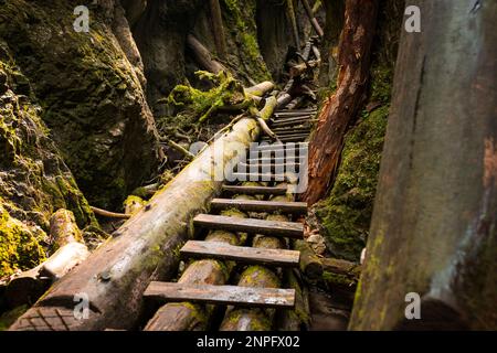 Échelles en bois sur le ruisseau dans les gorges du paradis slovaque. Slovaquie Banque D'Images