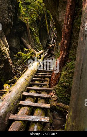 Échelles en bois sur le ruisseau dans les gorges du paradis slovaque. Slovaquie Banque D'Images