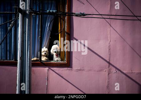 Chiens regardant d'une fenêtre, drôle, animaux de compagnie, chiens Banque D'Images
