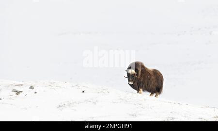 Musk Ox dans les montagnes de Dovrefjell en hiver froid, Norvège. Banque D'Images