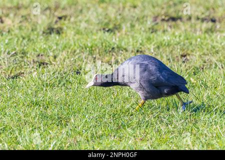 Gros plan d'un Meerkoet, Fulica atra, dans une posture menaçante pendant l'accouplement et la marche vers le bas avec arqué dos avec la tête près du sol sur son invasion Banque D'Images