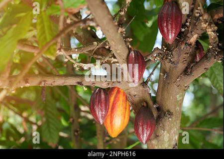 Gousse de cacao de couleur orange et rouge sur fond de ferme flou Banque D'Images