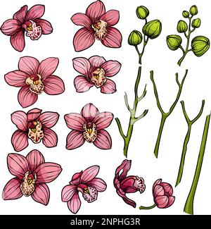 Ensemble fleurs d'orchidées, fleurs tropicales d'orchidées éléments floraux, rose, fleurs violettes, bourgeons, plantes tropicales Illustration de Vecteur