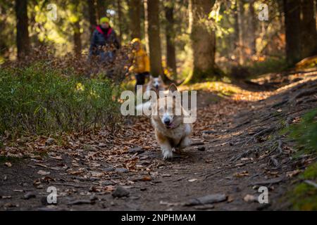 Une mère avec un enfant et un chien marchent le long du sentier de randonnée en montagne. La famille passe du temps. Pologne Banque D'Images