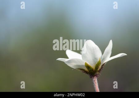 Gros plan sur une fleur blanche et commune. Fours de montagne, Dryas octopetala en latin. Flanc de coteau sur la gamme scandinave. Banque D'Images