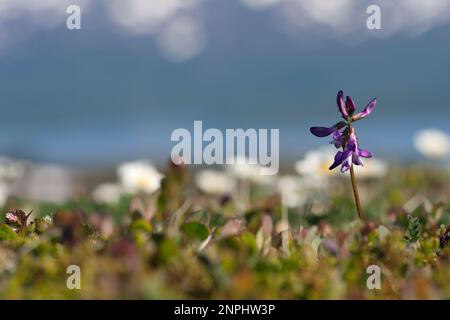 Gros plan sur une fleur commune violette. Extraction de lait alpin début juin. Astragalus alpinus L. sur un pré. Montagnes nordiques. Banque D'Images